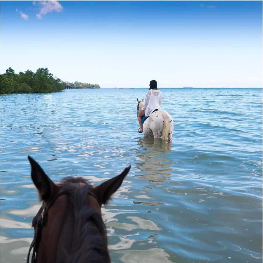 Zanzibar: Horseback Riding and Turtle Swimming Tour - Where your horse adventure happens: Nungwi vs Pwani Mchangani