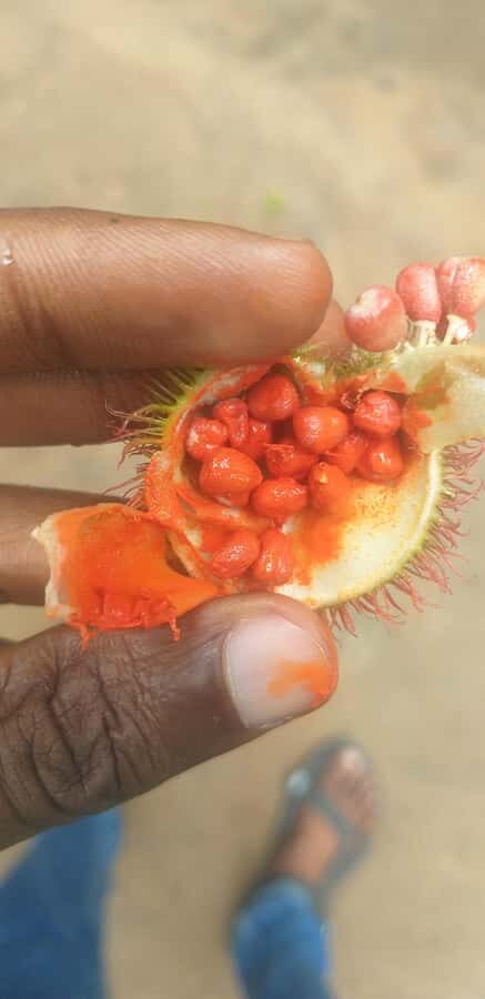 Zanzibar: Jozani Chwaka Bay National Park and Spice Farm … - Wildlife You Might See Besides the Monkeys