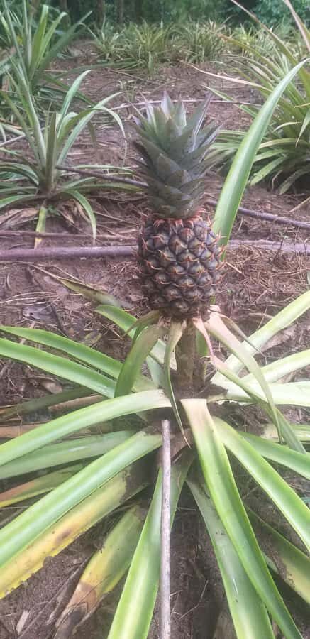 Zanzibar: Jozani Chwaka Bay National Park and Spice Farm … - Spice Farm Time: Vanilla, Nutmeg, Cardamom, and More