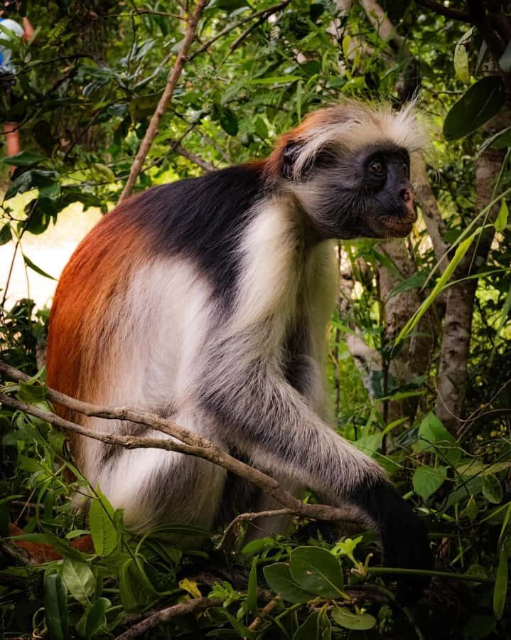 ZANZIBAR; JOZANI FOREST - Entering Jozani Forest National Park: small size, big wildlife energy