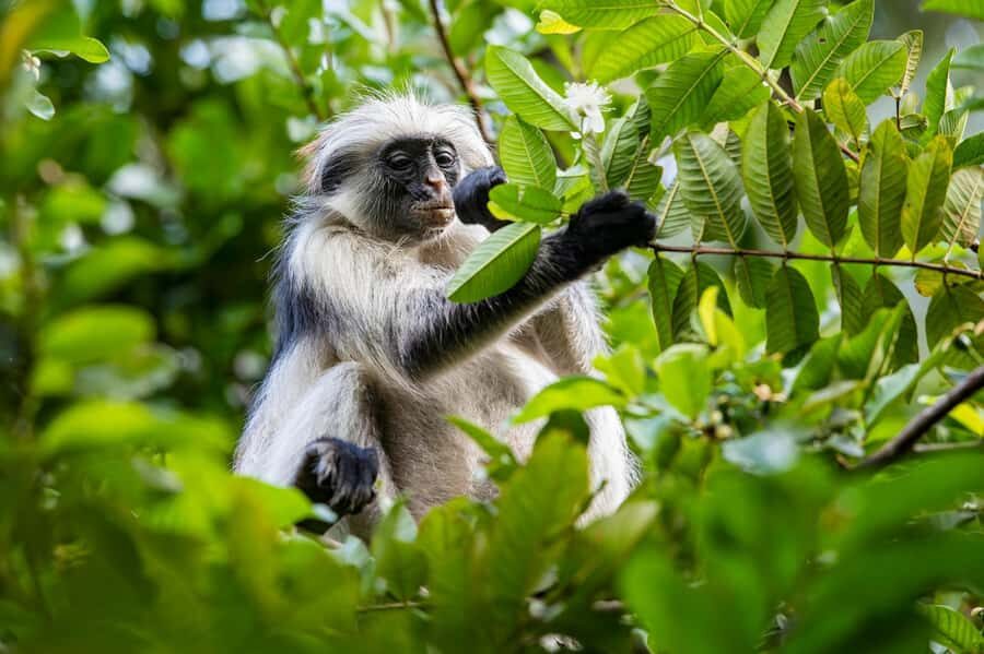 ZANZIBAR; JOZANI FOREST - Zanzibar red colobus monkeys: how to spot them (and how to behave)