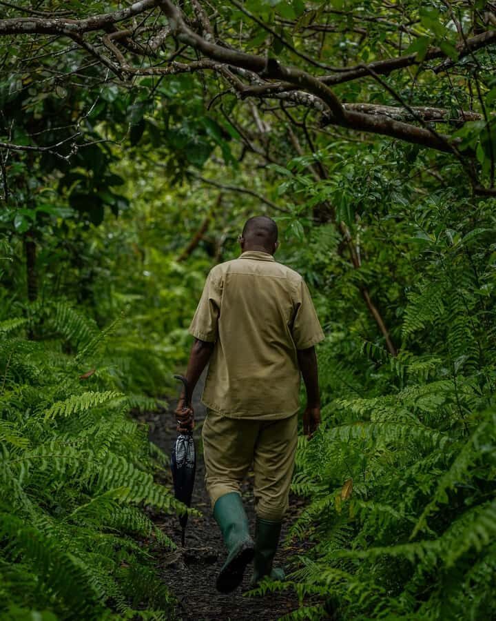ZANZIBAR; JOZANI FOREST - Chwaka Bay mangroves: the part you’ll remember in your body