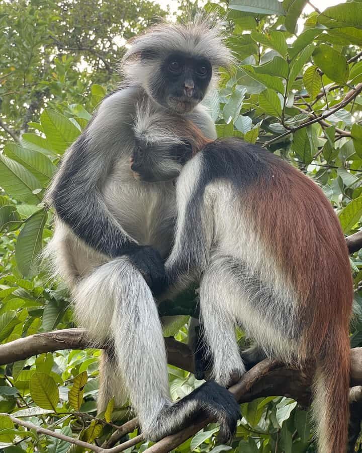 ZANZIBAR; JOZANI FOREST - Practical tips to get the most from Jozani + Kuza Cave