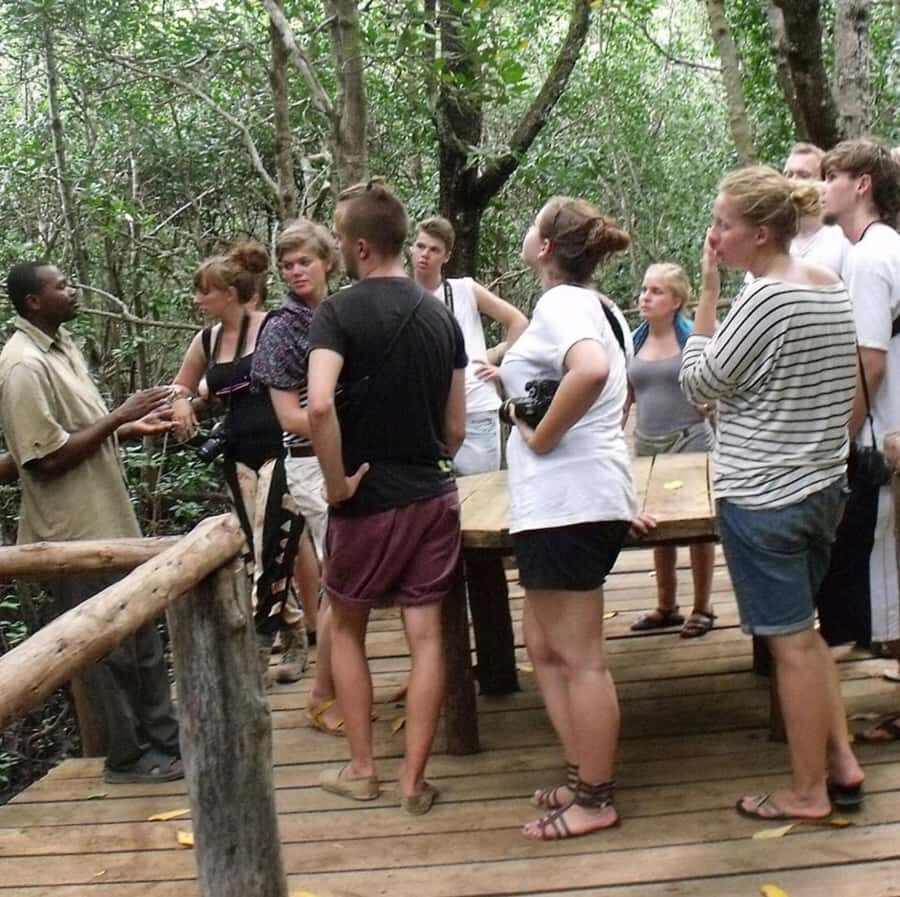 Zanzibar: Jozani Forest and Swim with Sea Turtles. - Should You Book This Zanzibar Tour?
