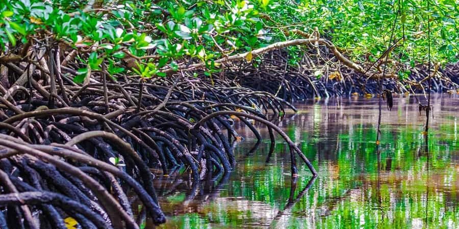 Zanzibar: Jozani Forest and Swim with Sea Turtles. - Salaam Cave in Kizimkazi: Sea Turtles, Snorkeling, and the Conservation Story Underwater