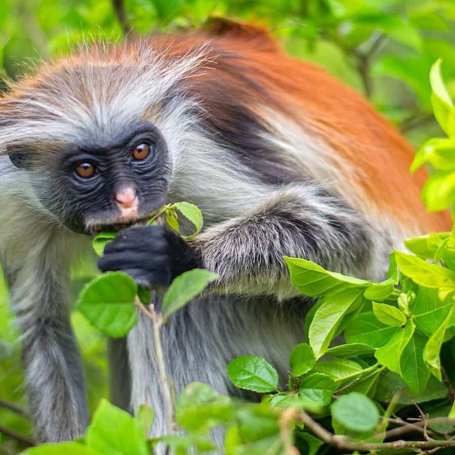 ZANZIBAR: Jozani Forest, butterfly center & Reptile park - Key highlights worth centering