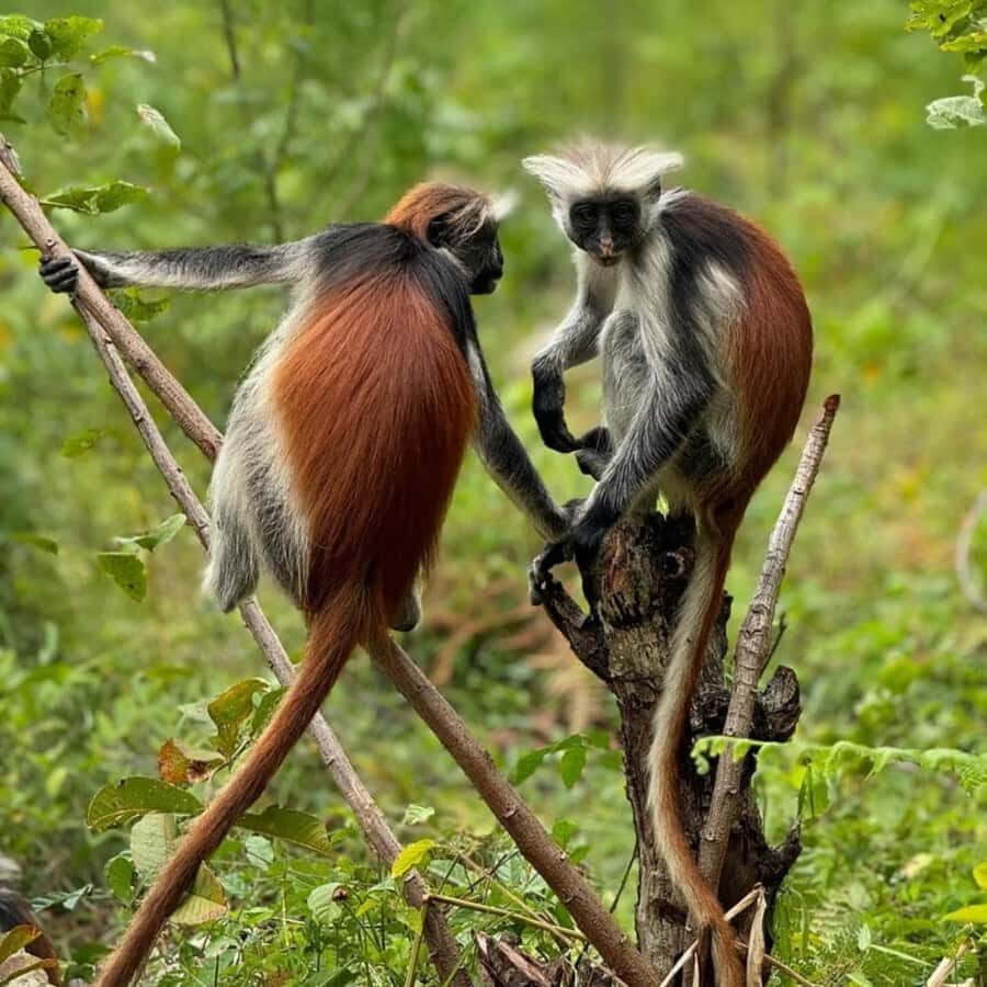 ZANZIBAR: Jozani Forest, butterfly center & Reptile park - How the Jozani–Butterflies–Reptiles route fits your day (6–7 hours)