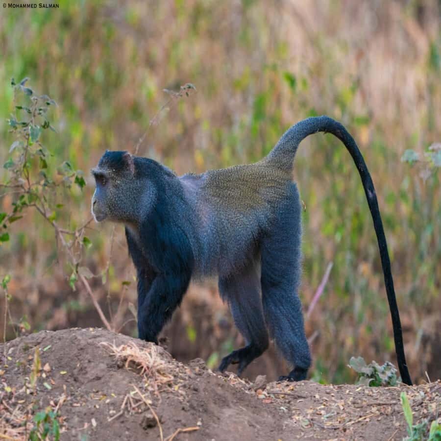 ZANZIBAR: Jozani Forest, butterfly center & Reptile park - UWEMAJO Reptile Park: chameleons, tortoises, and turtles you can learn from