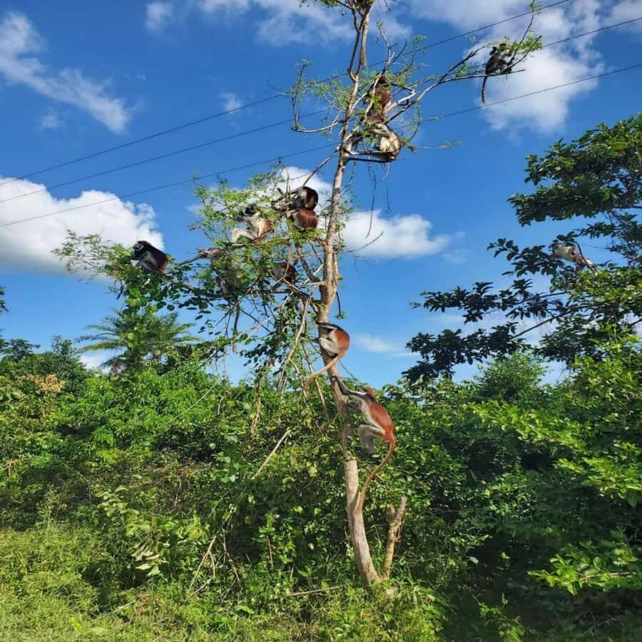 ZANZIBAR: Jozani Forest, butterfly center & Reptile park - Price and value: what $90 really covers