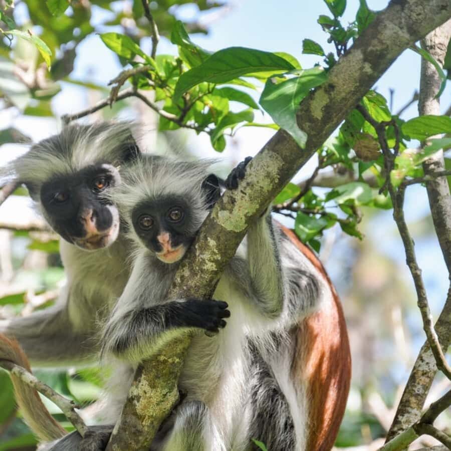 ZANZIBAR: Jozani Forest, butterfly center & Reptile park - Photo and timing tips for monkeys, butterflies, and reptiles