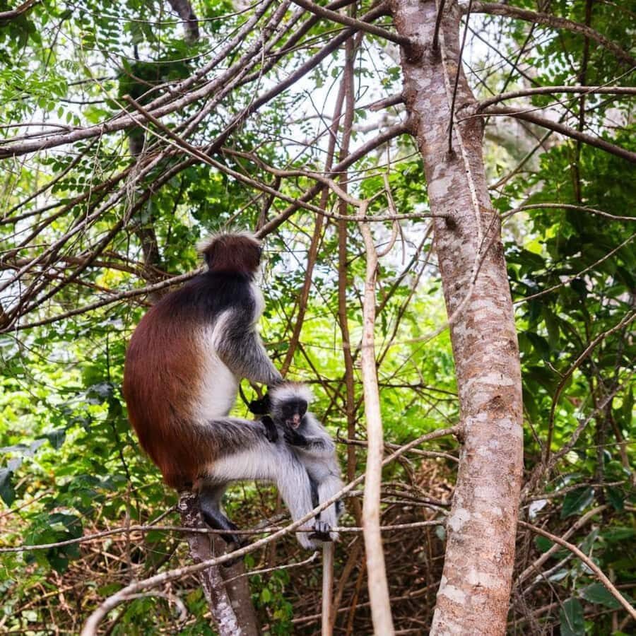 ZANZIBAR: Jozani Forest, butterfly center & Reptile park - Who should book this eco-day, and who might not love it