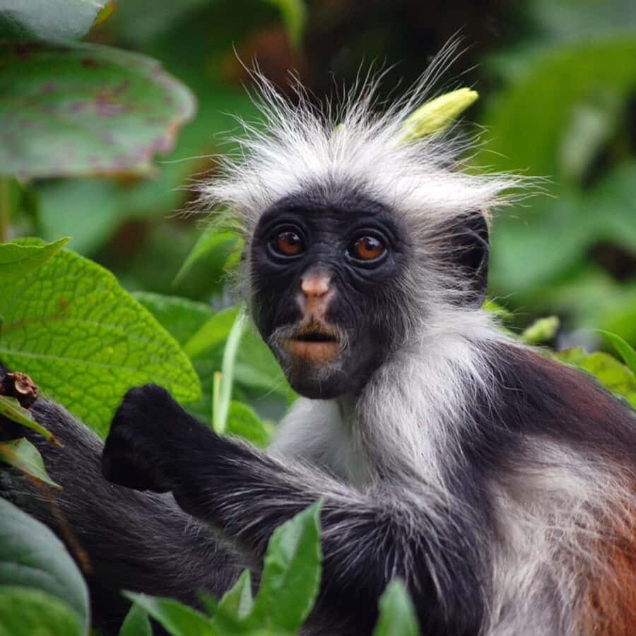 ZANZIBAR: Jozani Forest, butterfly center & Reptile park - FAQ