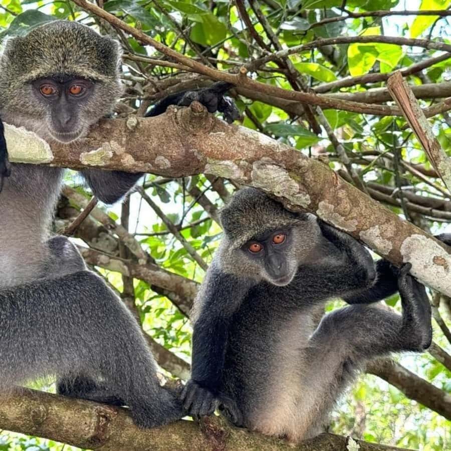 ZANZIBAR: Jozani Forest, butterfly center & Reptile park - Jozani Chwaka Bay National Park: Red Colobus, mahogany trees, and mangrove boardwalks