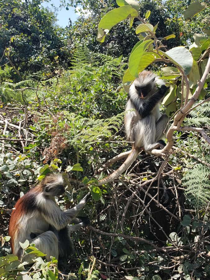Zanzibar: Jozani forest, Butterfly center & Salaam cave tour - Key points to know before you go