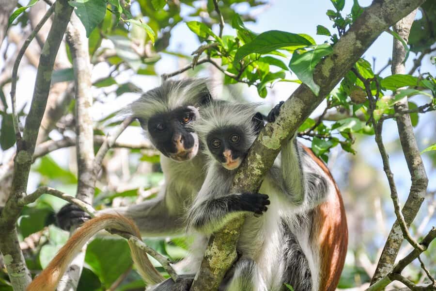 Zanzibar: Jozani forest, Butterfly center & Salaam cave tour - Booking Tip: Choosing the Right Mindset for Great Animal Sightings