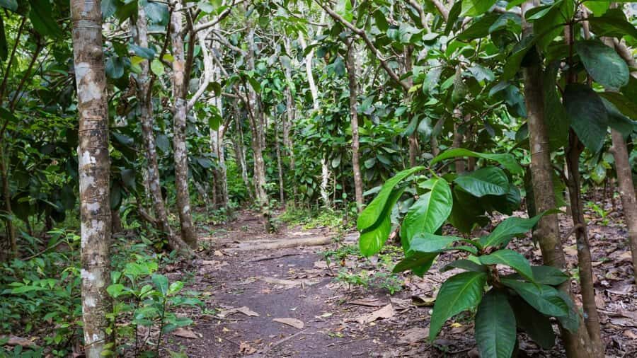 Zanzibar: Jozani forest, Butterfly center & Salaam cave tour - Should You Book This Jozani–Butterflies–Turtles Tour?