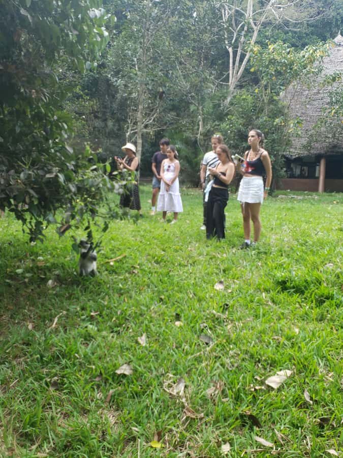 Zanzibar: Jozani forest, Butterfly center & Salaam cave tour - Jozani Chwaka Bay National Park: Red Colobus and Mangrove Walks