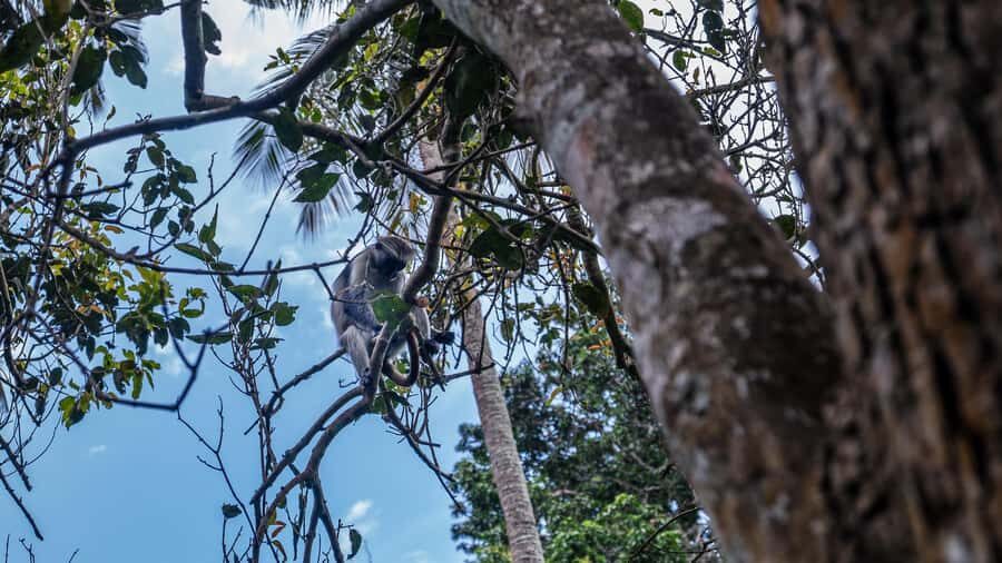 Zanzibar: Jozani Forest Guided Tour,Red Colobus and transfer - Your Park Walk: Boardwalk, Hardwood Forest, and Scenic Stops