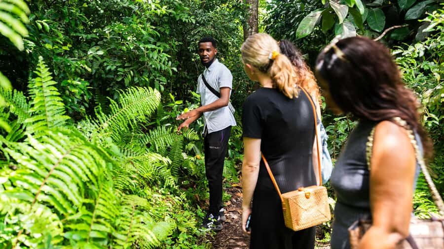 Zanzibar: Jozani Forest Guided Tour,Red Colobus and transfer - What You’ll Learn: Plants, Mangroves, and Why the Forest Feels Different