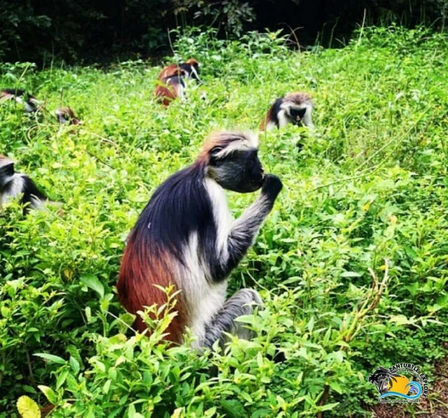 Zanzibar: Jozani Forest, Kuza Cave & Salaam Cave Aquarium - Who This Tour Suits Best