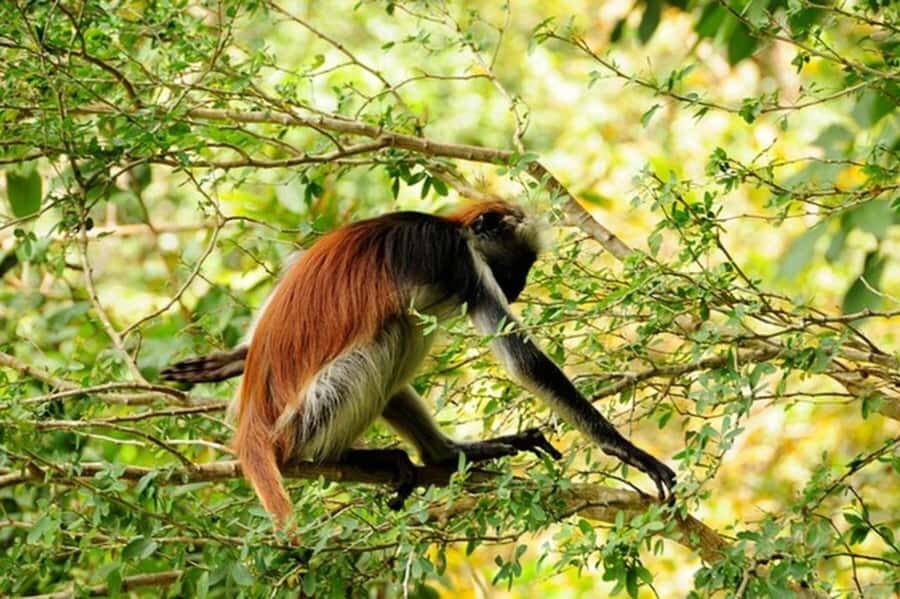 Zanzibar: Jozani forest + Kuza cave visit & Paje beach tour - A full-day combo that moves from forest to cave to Paje sand