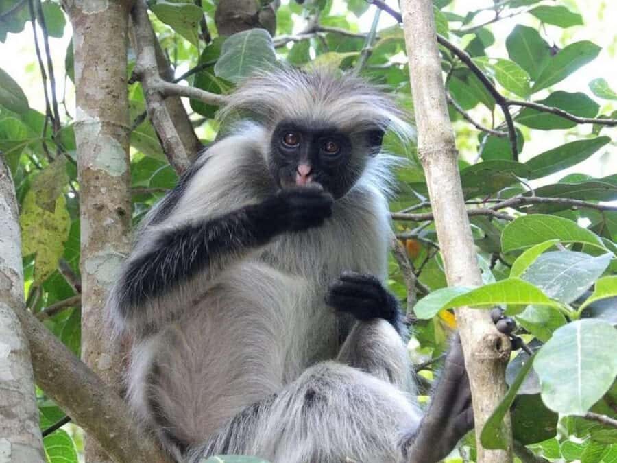 ZANZIBAR: Jozani Forest Monkey Tour and The Rock Restaurant - Price and logistics: is $99 good value?