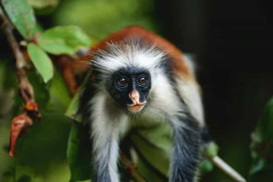 ZANZIBAR: Jozani Forest Monkey Tour and The Rock Restaurant - Should you book the Jozani Forest Monkey Tour and The Rock Restaurant?
