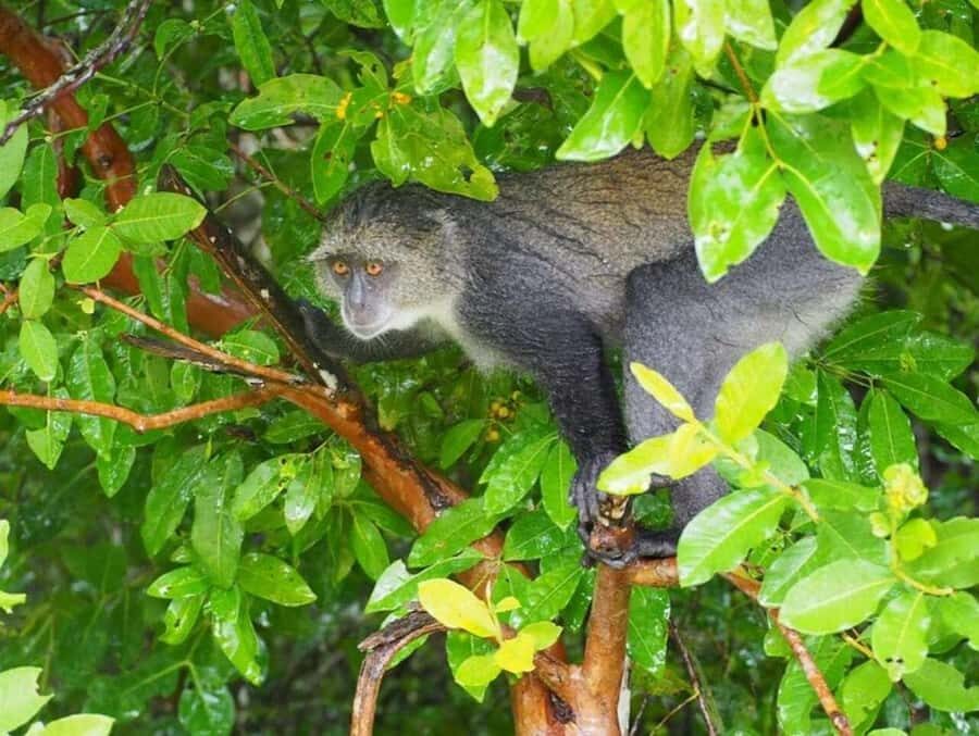 ZANZIBAR: Jozani Forest Monkey Tour and The Rock Restaurant - FAQ