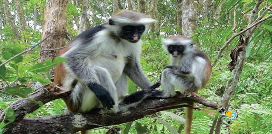 Zanzibar: Jozani Forest National Park Guided Tour - Crossing the Mangrove Bridge: Where the Water Life Shows Up