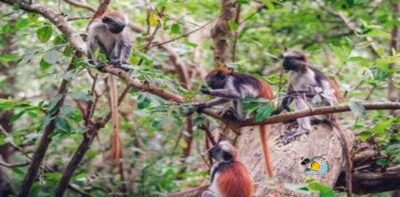 Zanzibar: Jozani Forest National Park Guided Tour - The Zanzibar Red Colobus Experience: Close Enough for Real Photos
