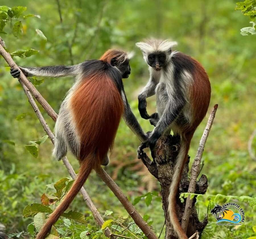 Zanzibar: Jozani Forest National Park Guided Tour - What to Bring (And How to Make Wildlife Photography Easier)