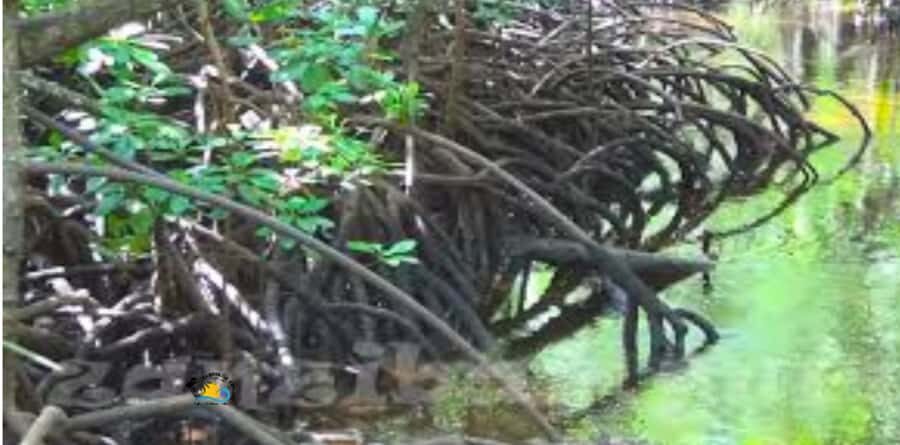 Zanzibar: Jozani Forest National Park Guided Tour - Who This Tour Is Best For (and Who Should Skip It)