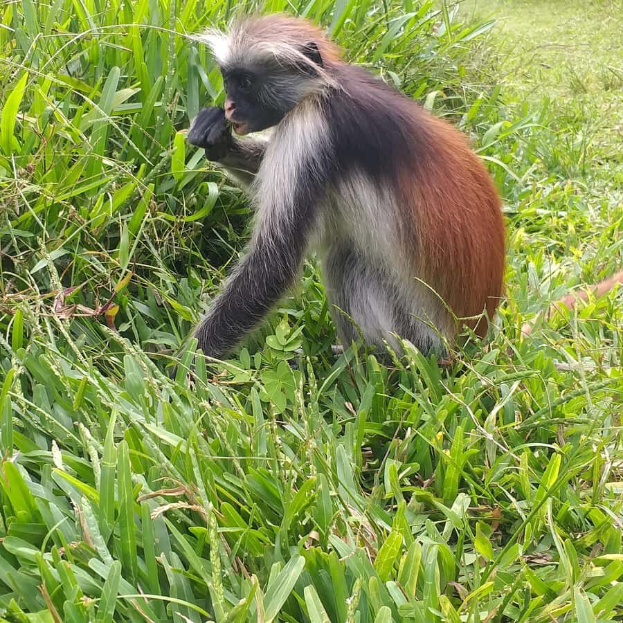 Zanzibar: Jozani Forest & Red Colobus Monkeys Private Tour - How the private tour timing works once you leave Zanzibar