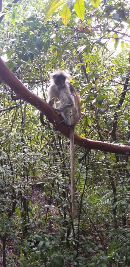Zanzibar: Jozani Forest & Red Colobus Monkeys Private Tour - Wildlife viewing rules that keep the experience fair