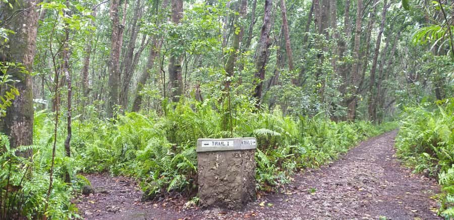 Zanzibar: Jozani Forest & Red Colobus Monkeys Private Tour - Packing list: the small things that make the tour easier