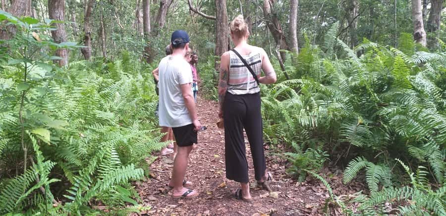 Zanzibar: Jozani Forest & Red Colobus Monkeys Private Tour - Mangroves, boardwalks, and the quieter side of Zanzibar