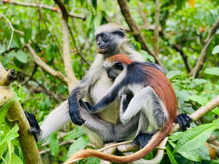 Zanzibar: Jozani Forest + Rock Restaurant - Jozani Forest National Park: red colobus, easy trails, and a real guide