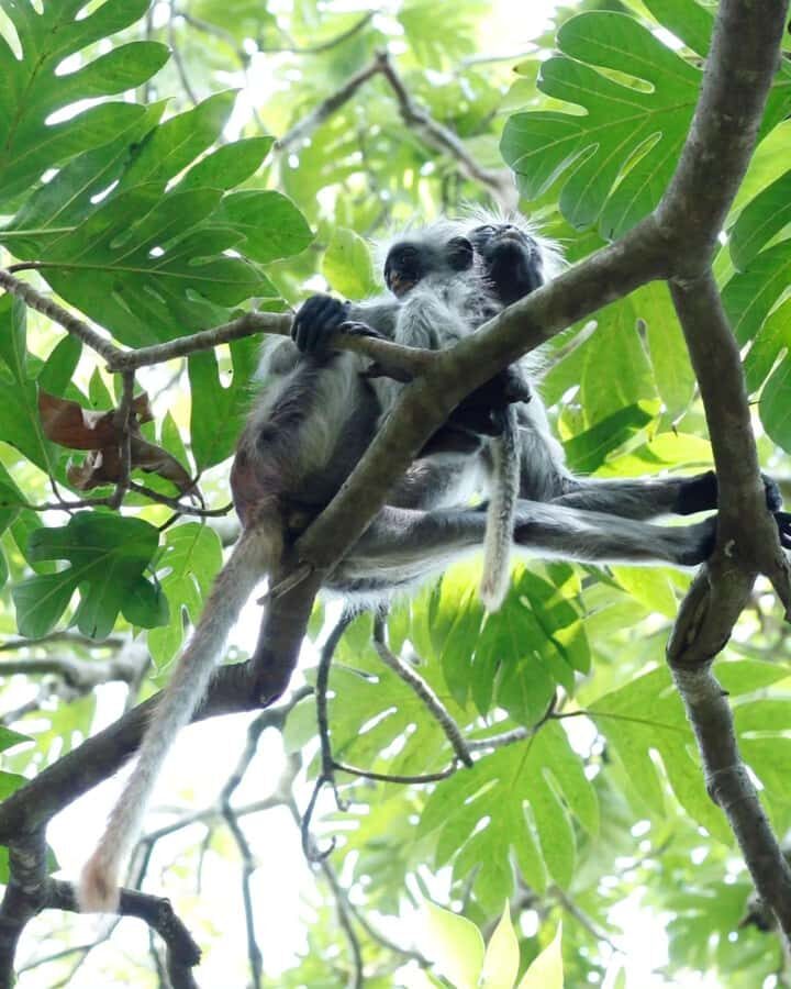 Zanzibar: Jozani Forest + Rock Restaurant - Jozani timing: walking, photos, and a cultural moment