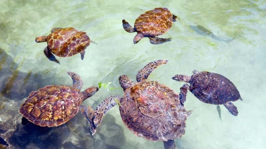 Zanzibar: Jozani Forest, Salaam Cave & Mtende Beach tours - What to Bring (So You Don’t Regret It at Salaam Cave)