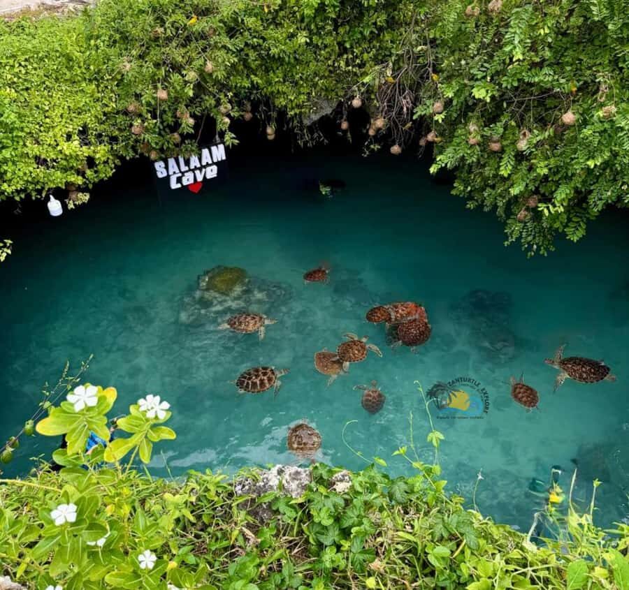 Zanzibar: Jozani Forest & Salaam Cave Sea Turtles Swim Tour - Key things you’ll notice