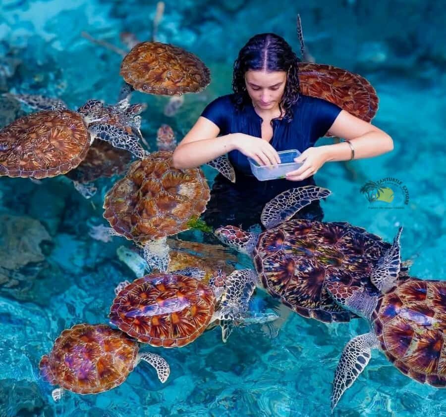 Zanzibar: Jozani Forest & Salaam Cave Sea Turtles Swim Tour - Jozani Chwaka Bay + Salaam Cave: the best way to switch gears in Zanzibar