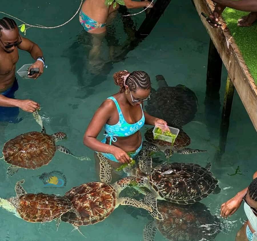 Zanzibar: Jozani Forest & Salaam Cave Sea Turtles Swim Tour - Mangrove boardwalks: where birds and plants become your navigation system