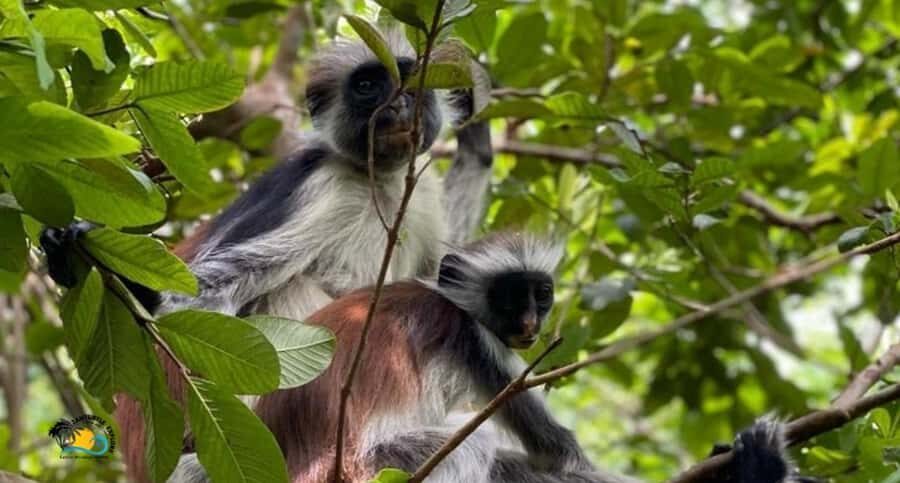 Zanzibar: Jozani Forest Tour and The Rock Restaurant - Key things to know before you go