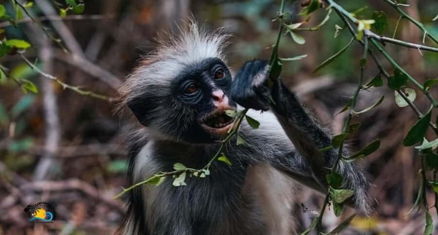 Zanzibar: Jozani Forest Tour and The Rock Restaurant - Jozani National Park: Zanzibar’s only national park and why it feels special