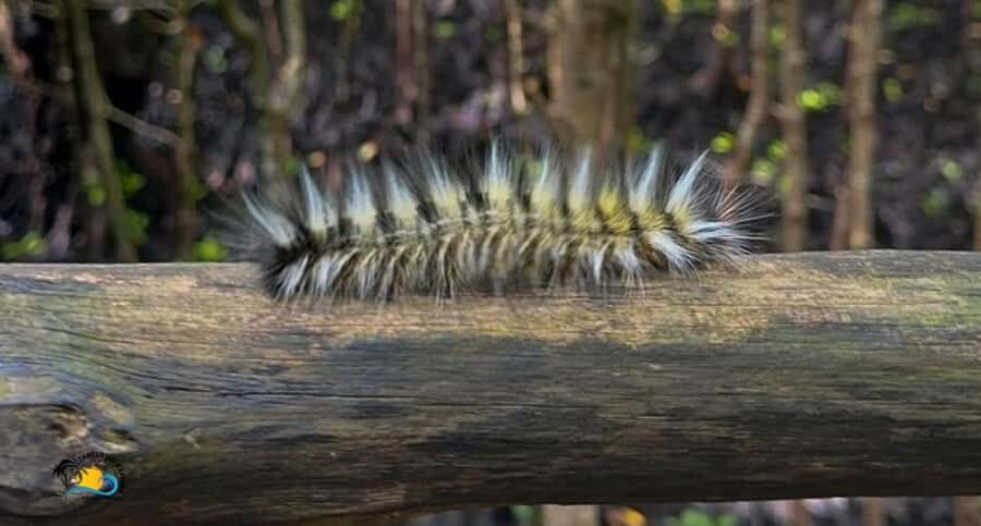 Zanzibar: Jozani Forest Tour and The Rock Restaurant - The Red Colobus and Zanzibar Sykes’ monkey: how sightings actually work