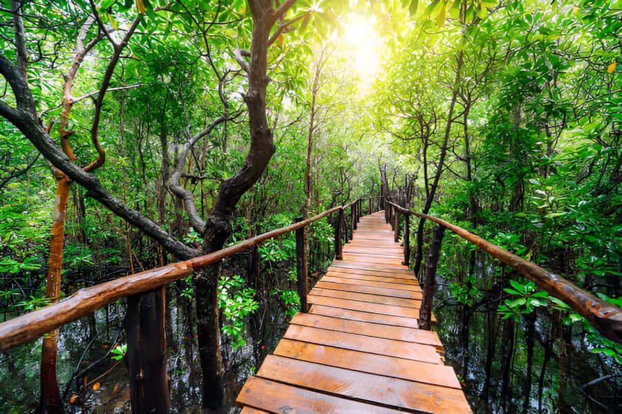 Zanzibar: Jozani Forest Watching Colobus Monkeys Guided Tour - Who This Tour Suits Best
