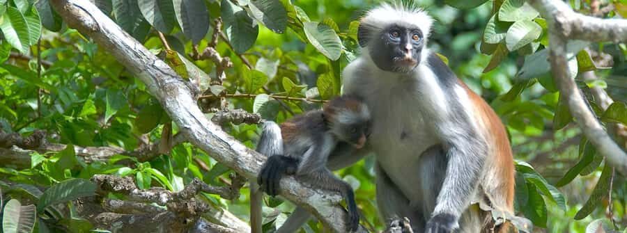 Zanzibar: Jozani Forest Watching Colobus Monkeys Guided Tour - Jozani Forest Walk: Monkeys, Birds, and the Conservation Angle