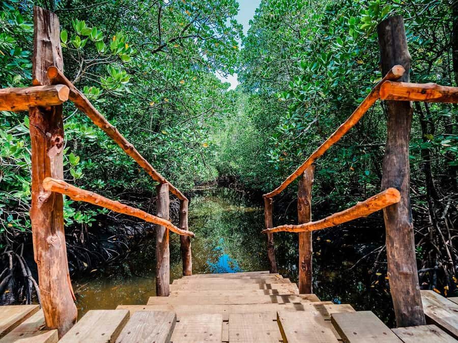 Zanzibar: Jozani Forest Watching Colobus Monkeys Guided Tour - Mangroves Boardwalk Swamp: A Quiet Contrast After the Forest