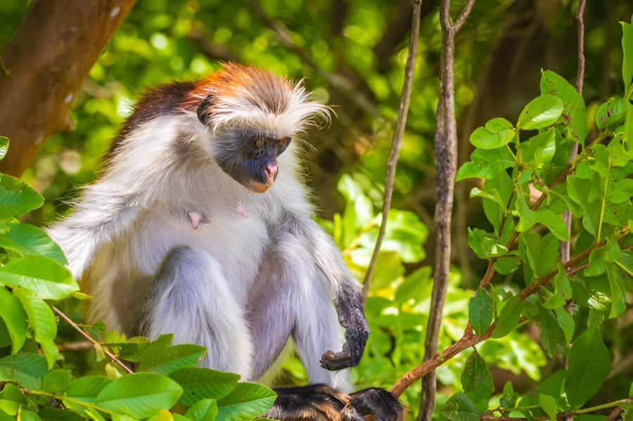 Zanzibar: Jozani Forest Watching Colobus Monkeys Guided Tour - Village Culture Stops: Adding Local Life to a Wildlife Day