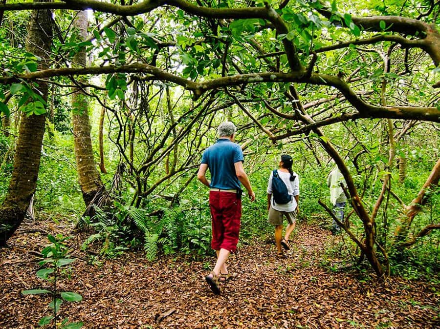 Zanzibar: Jozani Forest Watching Colobus Monkeys Guided Tour - Price and Real Total Cost: What $38 Covers and What You Still Pay